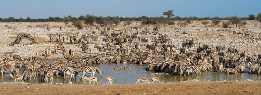 zebre e antilopi presso una pozza nel parco dell'etosha in namibia