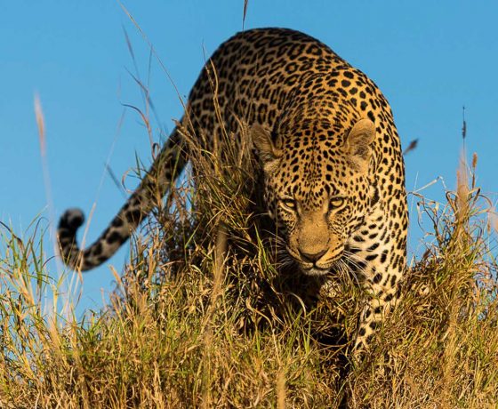 un leopardo in sudafrica