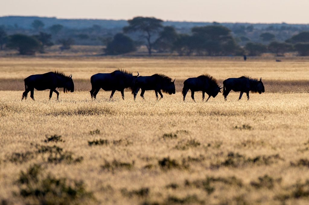 una mandria di gnu al tramonto nella savana della Central Kalahari Game Reserve