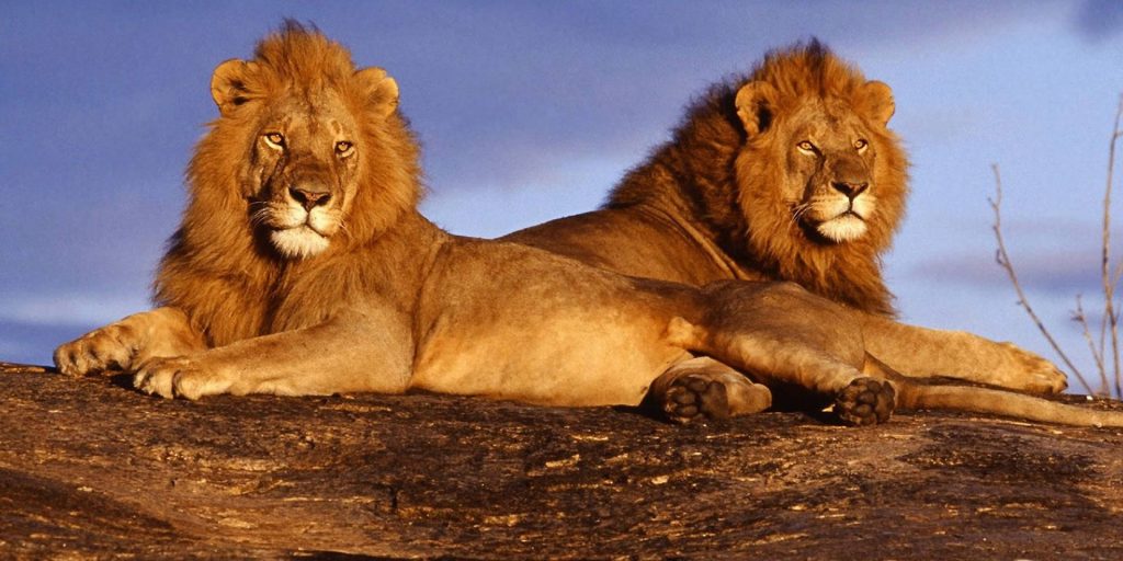 due leoni maschi in botswana