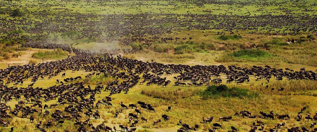 migliaia di gnu nelle piane del serengeti, durante la grande migrazione