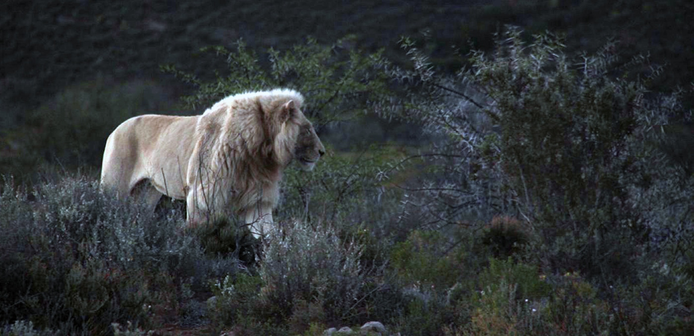 white_lion_sanbona