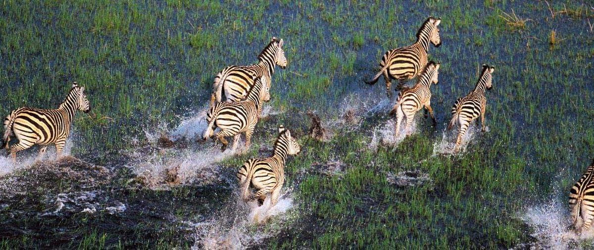 botswana safari