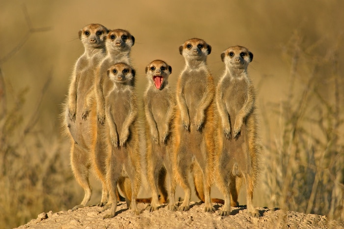 fotografia con una famiglia di suricate del kalahari