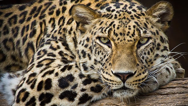 primo piano di un leopardo in sudafrica