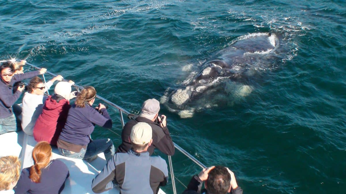whale watching dalla barca nella walker bay