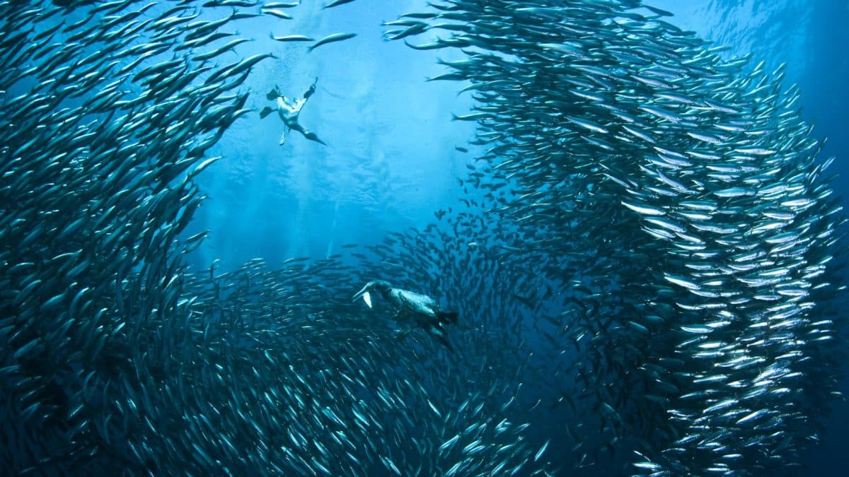 The Great Sardine Run Off the South African Coast