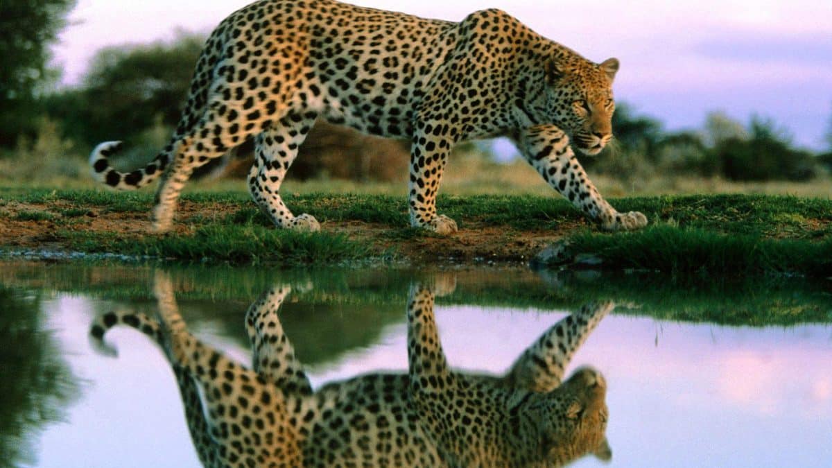 sabi sands kruger