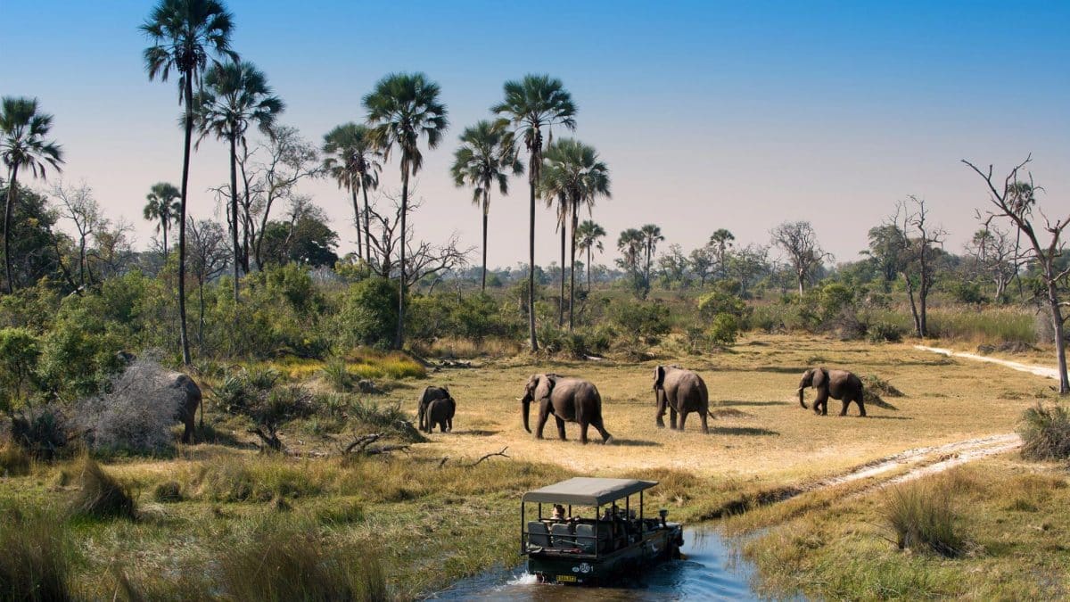 elefanti durante safari in jeep nel delta dell'okavango