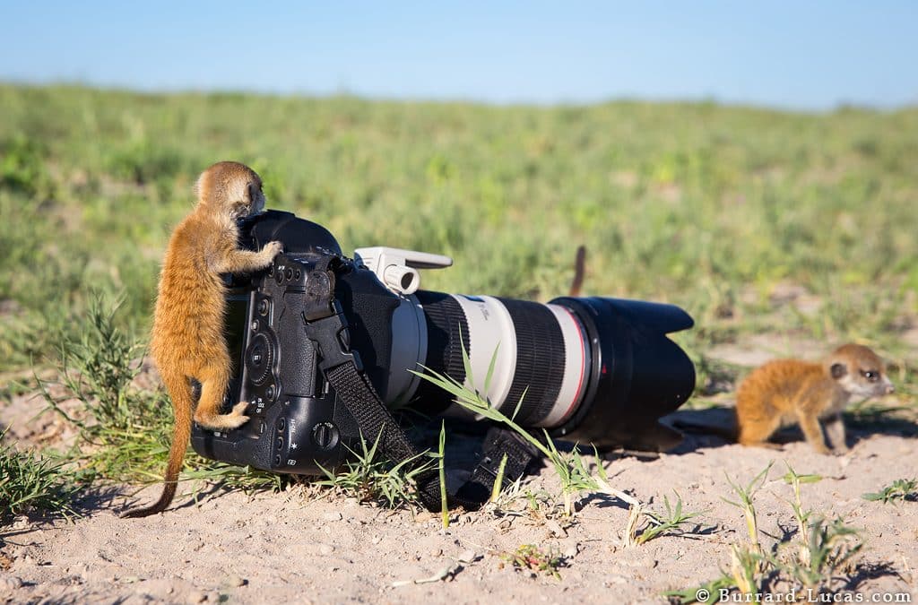 un suricate appoggiato su una macchina fotografica