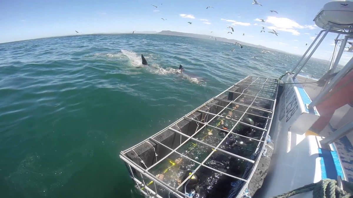 shark-cage-diving
