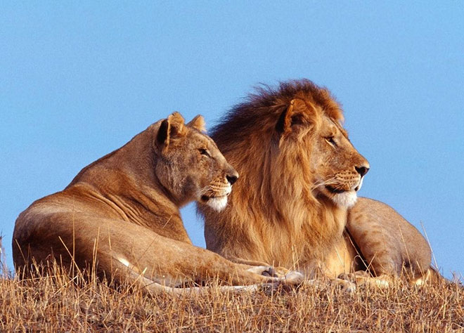 un leone e una leonessa in sudafrica