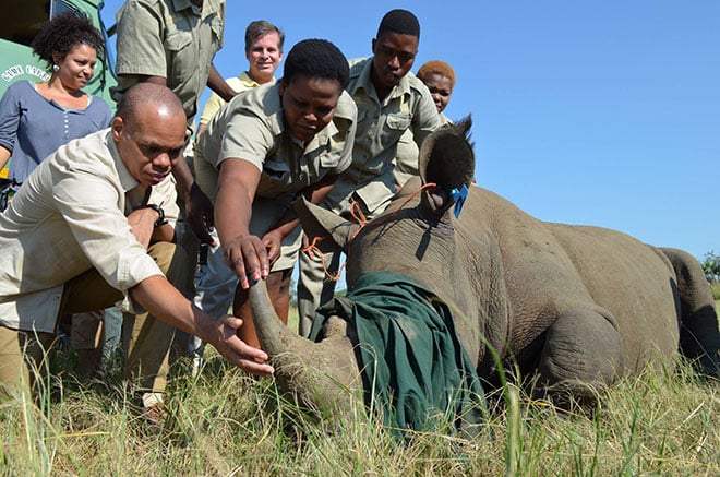 safari in sudafrica con veterinari con immobilizzazione rinoceronti