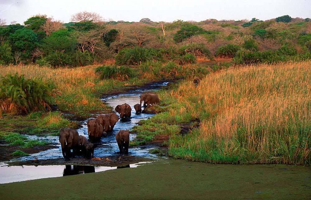 una mandria di elefanti al guado nel Tembe Elephant Park