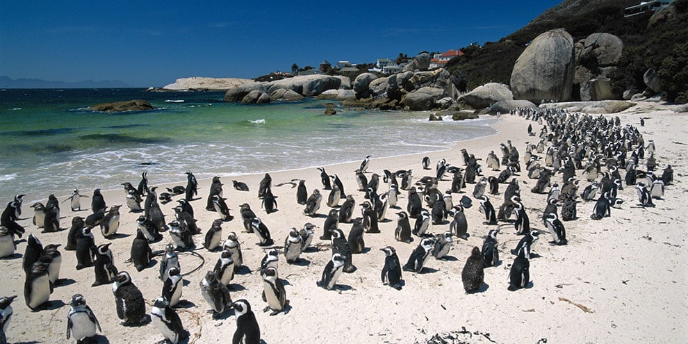 i pinguini di boulders beach nella false bay