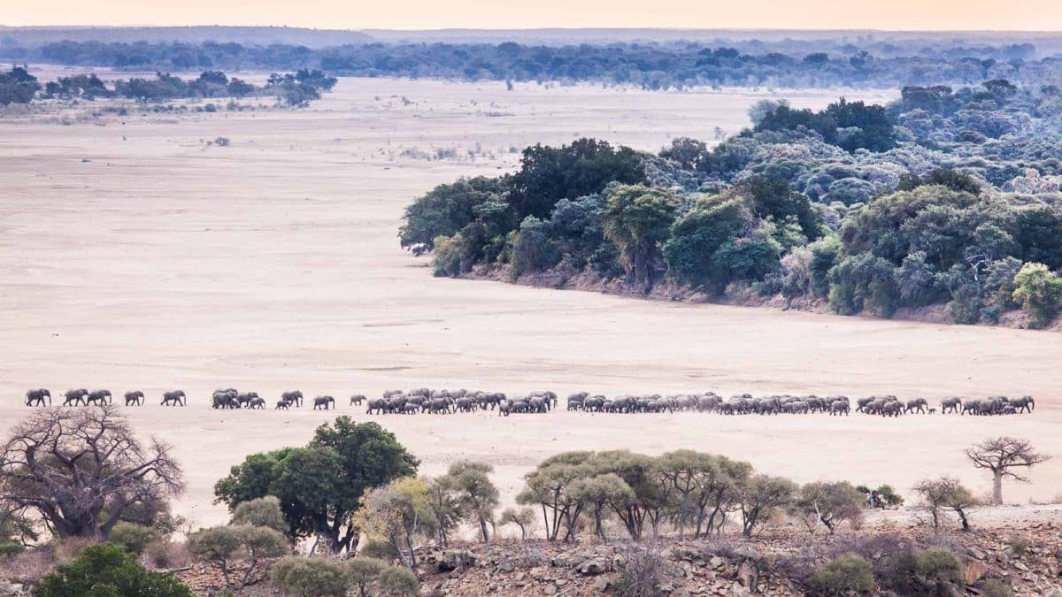 una mandria di elefanti attraversa la savane del mapungubwe national park in sudafrica