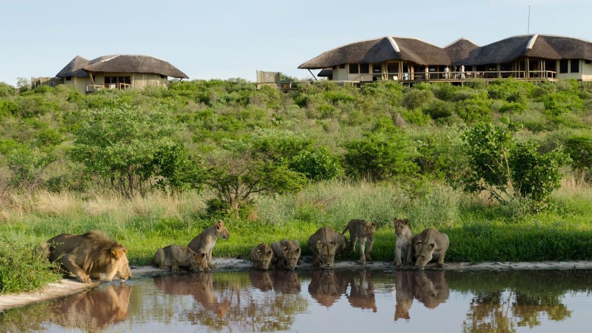 un branco di leoni mentre si abbevera di fronte al Tau Pan lodge nella Central Kalahari Game Reserve