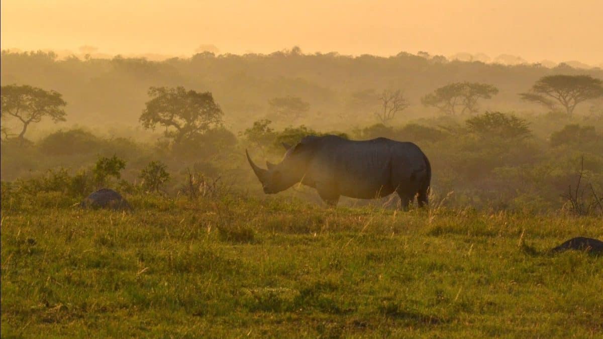 rinoceronte bianco nella hluhluwe-imfolozi game reserve in sudafrica