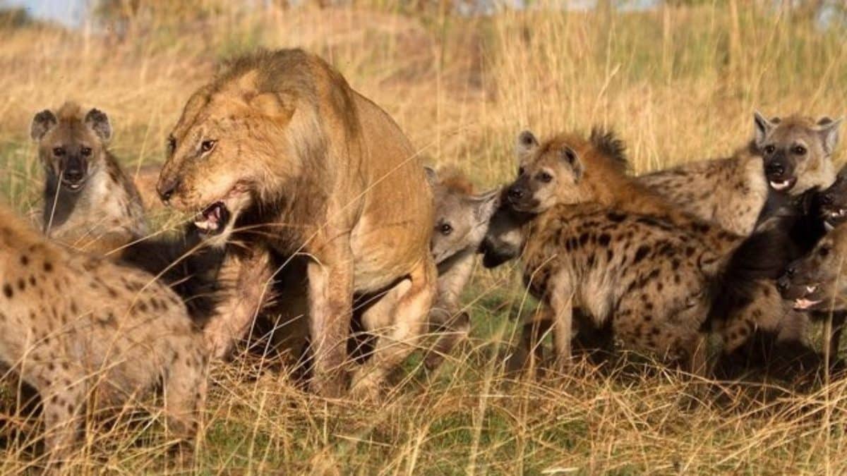 battaglia tra iene e leoni nella savana del selvaggio savute