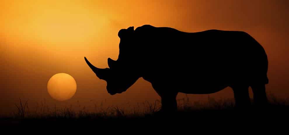 la silhouette al tramonto di un rinoceronte bianco, nel kruger national park