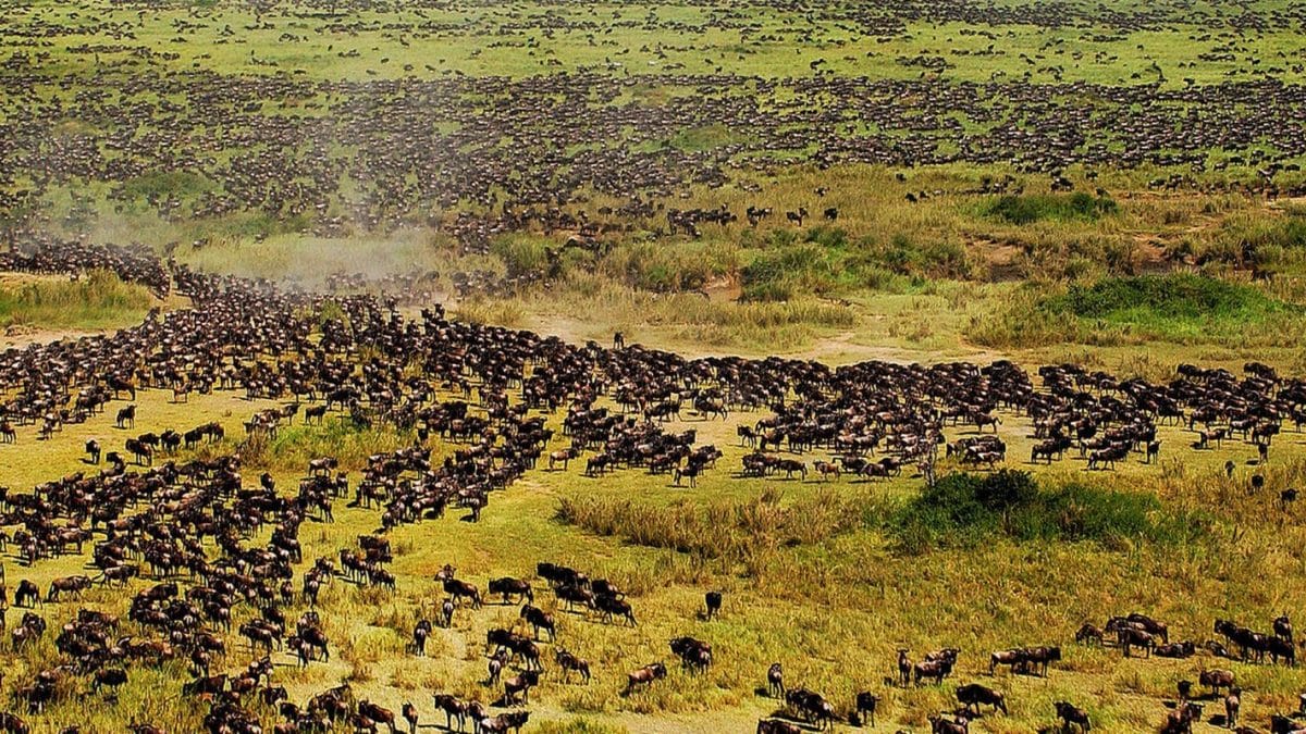 migliaia di gnu nelle piane del serengeti, durante la grande migrazione