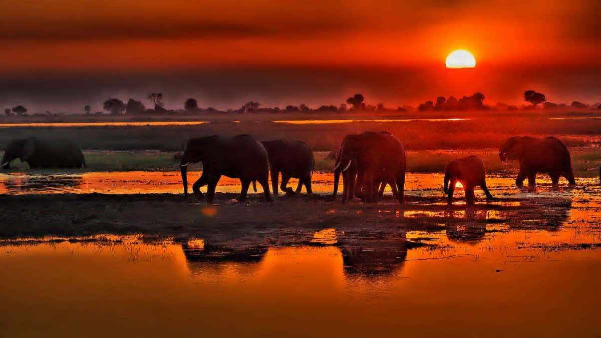 chobe river sunset elephants